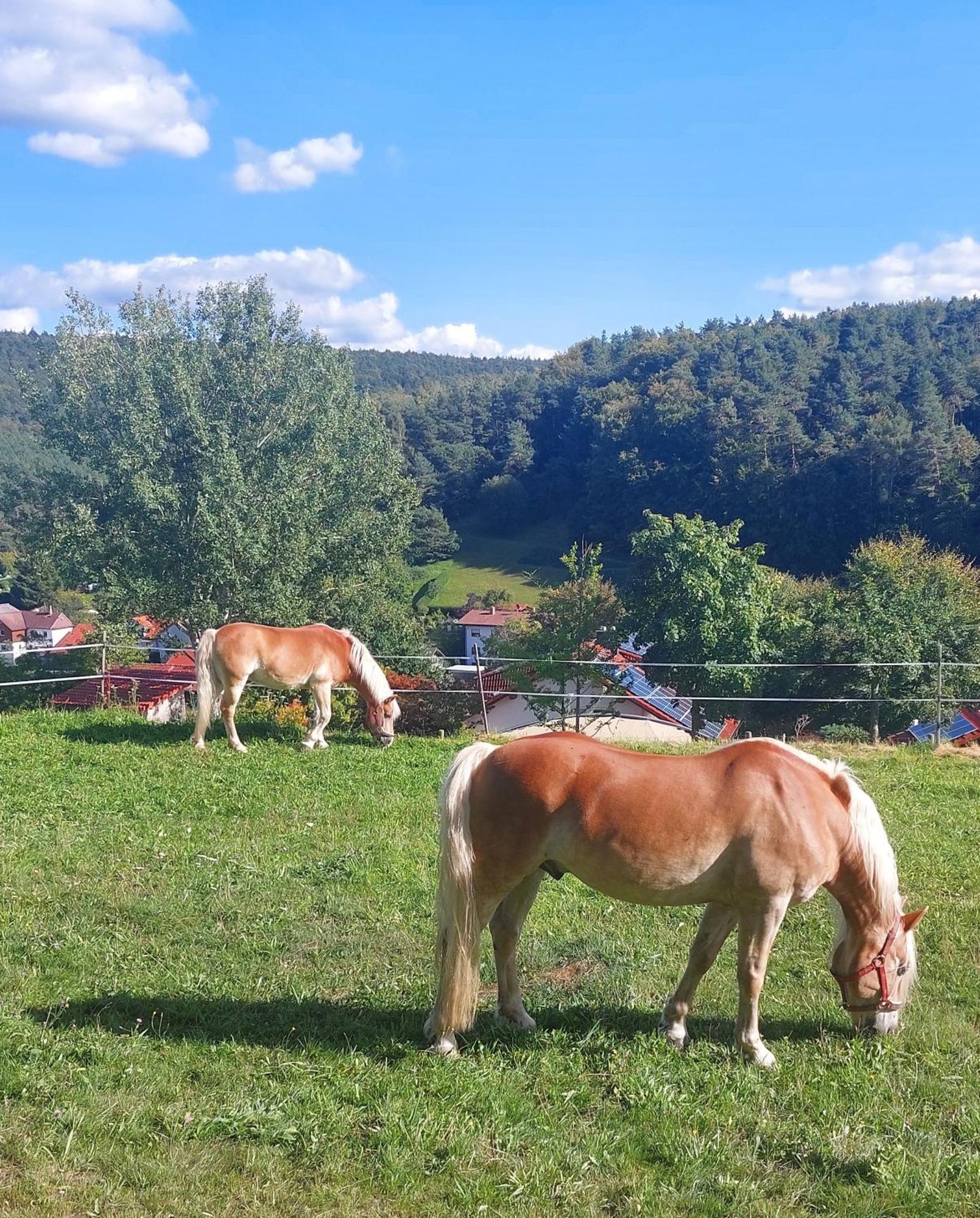 HaingrundBergfeldhof别墅 外观 照片
